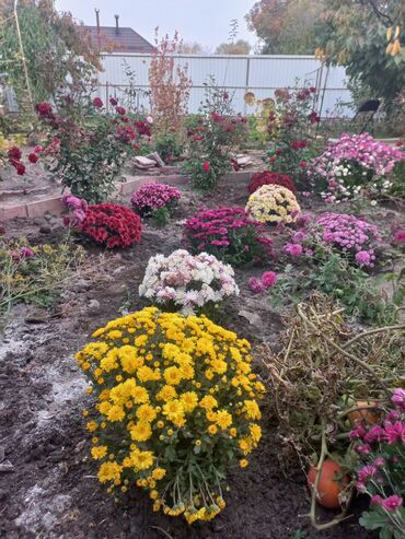 Садовые цветы и кустарники: Рассада цветка: Хризантемы — 15