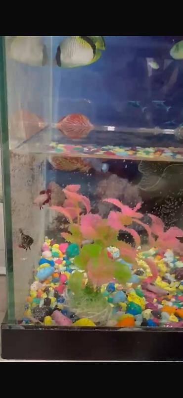 Рыбы: Бойцовые рыбки (Betta splendens) — разноцветные самцы и самки — 8