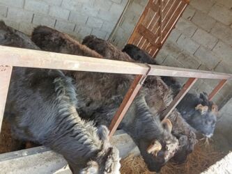 купить собаку шпица недорого: Продаю | Тёлка, Музоо, торпок