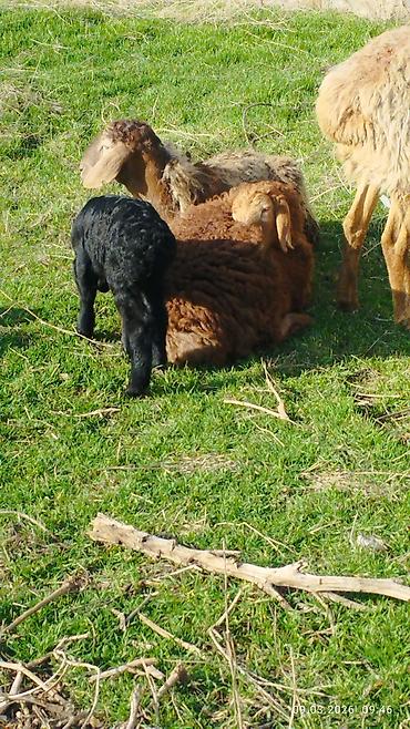 Баран, овца: Продаю | Овца (самка) | Для разведения | Матка — 16