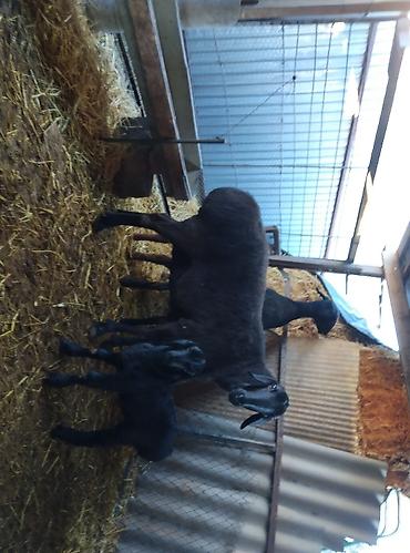 Баран, овца: Продаю | Овца (самка) | Для разведения | Племенные — 8