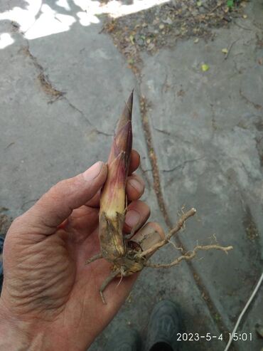 Декоративные деревья: Бамбук для сада и удочек. Саженцы. Идеален для изготовления удочек — 6