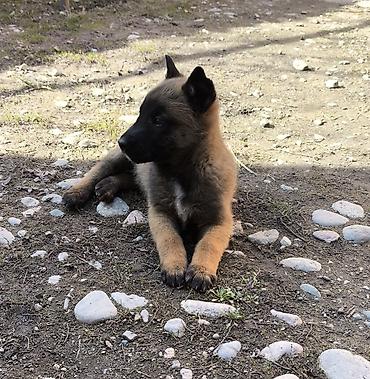 Продажа собак: Бельгийская овчарка, 2 месяца, Самка, С прививкой — 1