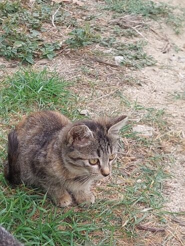 Pişiklər: Yaxşı əllərə -da lalafo.az — 9 Pişiklər: Yaxşı əllərə — 9