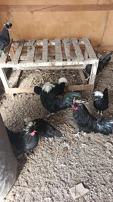 Toyuqlar: Toyuq, Damazlıq, Rayonlara çatdırılma — 7