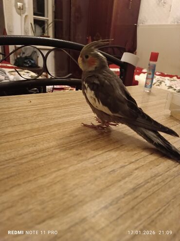 Tutuquşları: Bir dənə 2 ay 2 günlük korela balası Dişiyə oxşayır Sağlamdır öz — 7