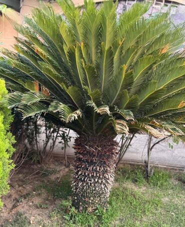 görüş ağacı: Sago palma-cycas(çikas) satılır.600 azn
elaqe-050-875-58-44