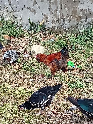 8 ədəddir hamısı bir yerdə 60 manat çatdırılma maşın var mənlikdi