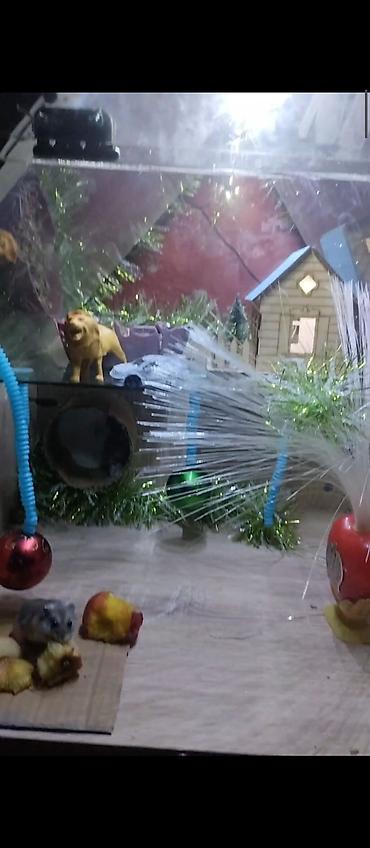 mini led: Məhsul: Dekorativ işıqlı akvarium/teraryum vitrin-kabinəsi Təsvir: - — 8