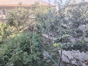 sabunçuda ev: Həyətyanı sahəsi olan fərdi həyət - Geniş bağ sahəsi: müxtəlif meyvə — 1