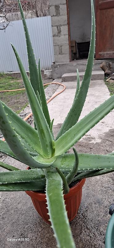 Алоэ: Алое вера 8 летнее сейчас уже отцвел. и срезал ствол — 9