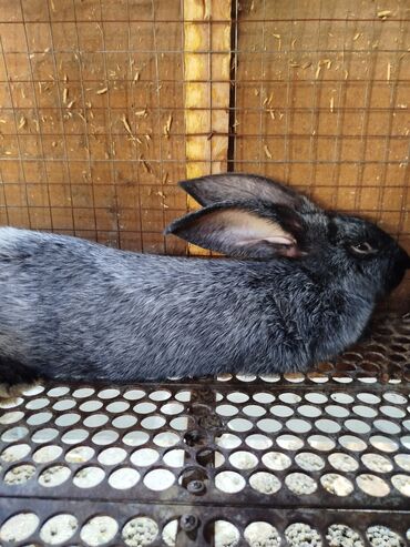 Животные: Продаются крольчата порода Полтавское серебро возраст 3.месяца