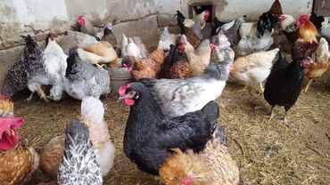 Куры, петухи: Продаю | Петух, Цыплята, Куры | Брама, Домашняя | На забой, Для разведения, Несушки — 8