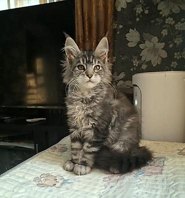 мейкун кошки: Породистый котёнок мейн-кун (окрас серебристый мрамор/black silver — 3