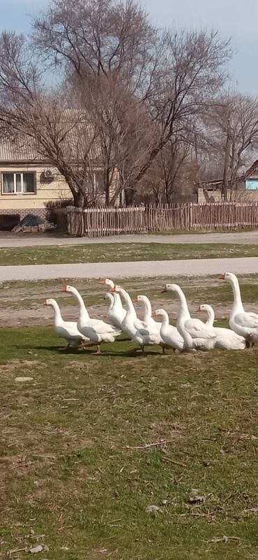 Птицы: Гиси 10 шт,гусыни 5 шт гусаки 5шт.Несутся цена 1500 сом