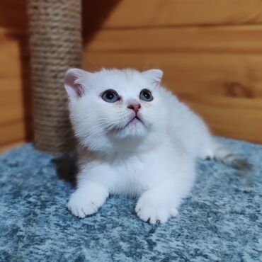 Коты: Продаётся Шотландский котёнок в окрасе Серебристая Шиншилла,2
