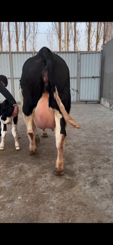 Inəklər, öküzlər: Südlük inək və buzov dəsti - Cins: Holşteyn tipli, xallı (qara‑ağ) — 3