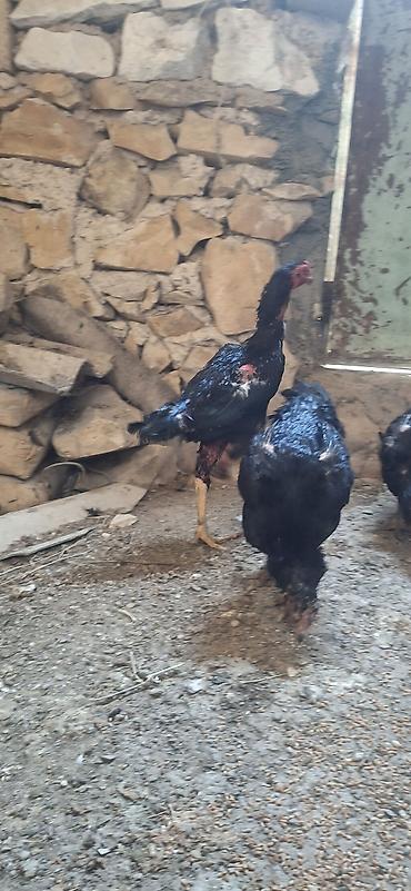 damazlıq heyvanların satışı: Salam saglam bala veren heyvanlardi kom sekilde satilir . xoruz ṣamo — 1