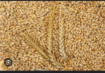 салома ячменя: Продаю 1,5 тонны ячменя и 1,5 тонны пшеницы, Чуйская обл, с Таш-Дебе