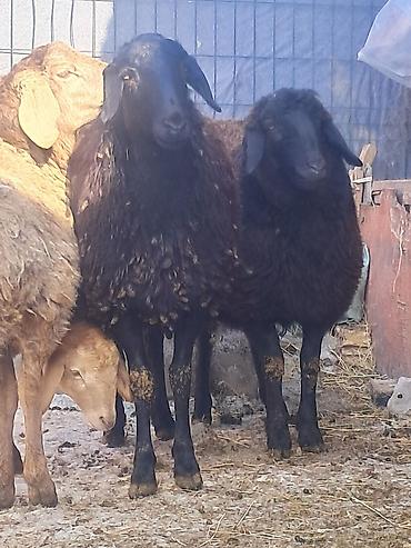 Баран, овца: Продаю | Овца (самка) | Для разведения | Матка — 3