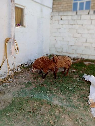 Mal-qara: 2 dene dişi quzu cütü 460 manata real alıcıya endirim olacaq tam — 8