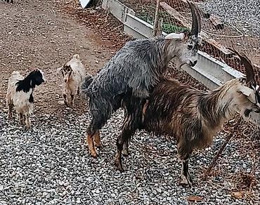 keci cəpis: Salam döl dübarə ekiz doğan keçidi hal hazirda altinda ekiz dişi — 2