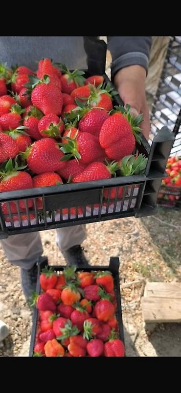 Ящики: Пластиковый Ящик — 4