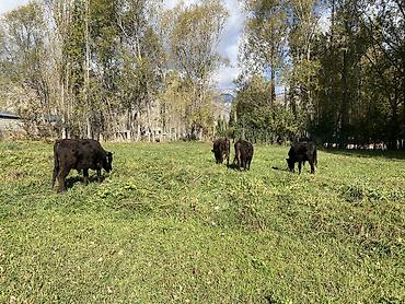 элитные коровы: Продаю | Бык (самец) | На откорм — 3