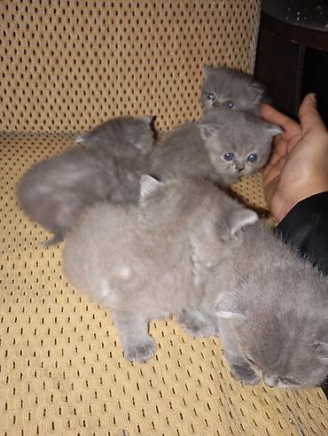 Кошки: Ev pişiyi balaları – boz rəng, qısa tüklü - Eyni zibilədən bir neçə — 8