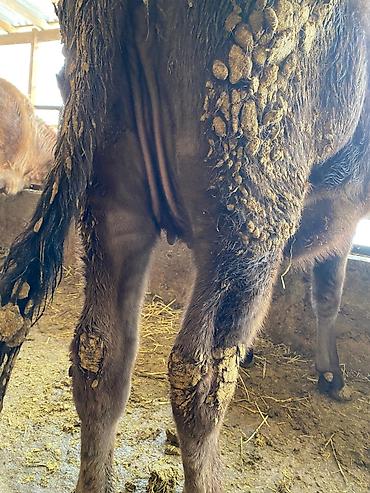 Коровы, быки: Продаю | Тёлка | На откорм, На забой, Для разведения — 6