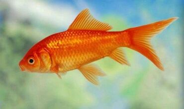 Akvariumlar: Dördbucaq akvarium, Balıqlarla birlikdə, 1 l, Pulsuz çatdırılma