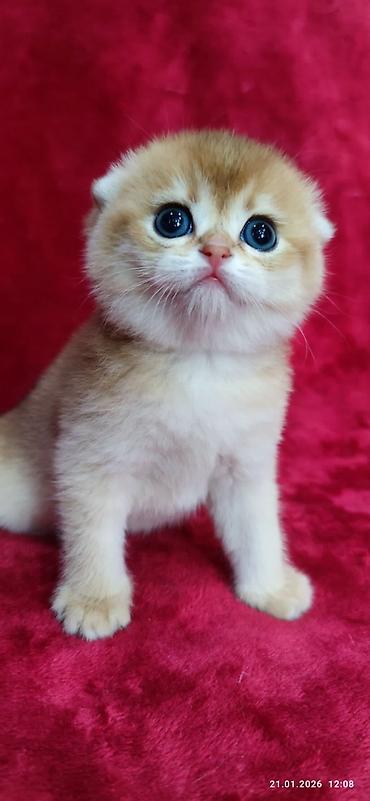 Продажа кошек: Скотиш Фолд (Шотландская вислоухая), 2 месяца, Мальчик, Золотая шиншилла — 8