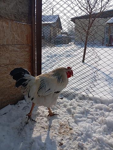 Куры, петухи: Продаю | Петух | Для разведения — 6