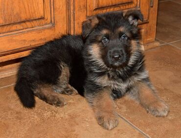 İtlər: German Shepherd, 2 months dog, Female dog, Ünvandan götürmə