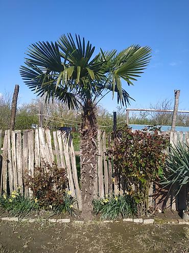 ağac satışı: Trachycarpus fortunei (Vindyatelli xurma palması) – dekorativ landşaft — 1