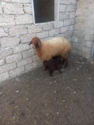 Digər kənd təsərrüfatı heyvanları: Balalı qala cinsi qoyunlar satılır. Super qoyunlardı.Cavandırlar.3 -da lalafo.az — 4 Digər kənd təsərrüfatı heyvanları: Balalı qala cinsi qoyunlar satılır. Super qoyunlardı.Cavandırlar.3 — 4