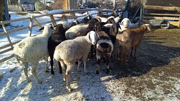 Бараны, овцы: Продаю | Баран (самец) | Полукровка | Для разведения | Кастрированные — 9