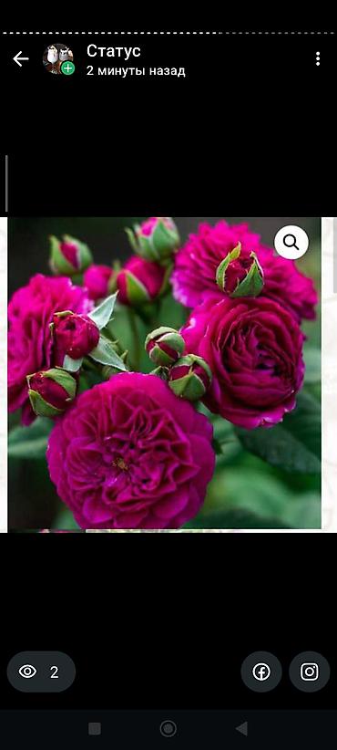 Rose saplings: Саженцы роз в контейнерах - Ассортимент садовых роз (разные сорта и — 24