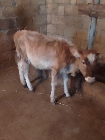 kangal balasi qiymeti: Dana, buzov, Dişi, ay: 4, 50 kq, Damazlıq, Ödənişli çatdırılma