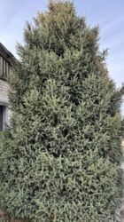 купить тачку садовую: Көчөттөр дарактардын: Карагайлар