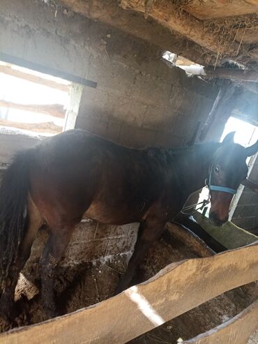 лошадь кыргызстан: Продаю | Жеребенок