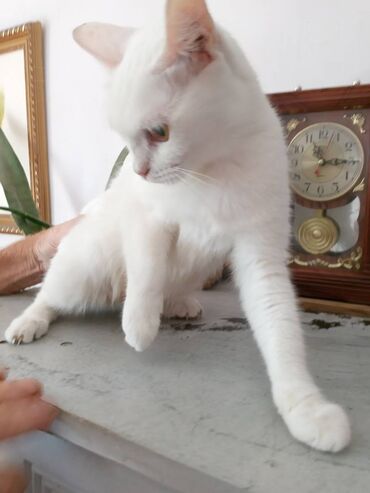 шотландская кошка: Шотландская белоснежная ласковая кошечка, возраст 1 год. Не