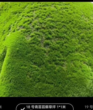 Digər bitkilər: Məhsul: Təbiətvi̇ zolaqlı yosun/mahov örtüyü – hazır plitələr Təsvir — 2