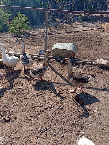 dis keyidici: Ərkey və dişi qazlardi tam saglam heyvanlardi tək təkdə satilir hamisi — 2