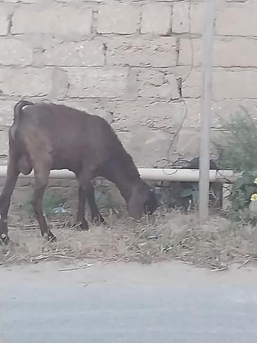 qurbanliq qoyun: Saf qan təmiz hələb təkəsi, onnan dönmə çəpişlər, Ana-bala qoyunlar. 2 — 2