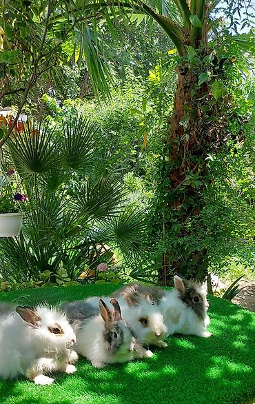 angora pişik: Angora tipli dekorativ dovşanlar - Uzun, yumşaq və tüklü yun örtüyü — 6