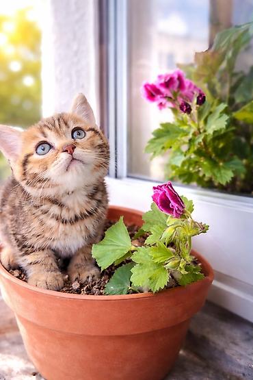 Pişiklər: Britan — 7