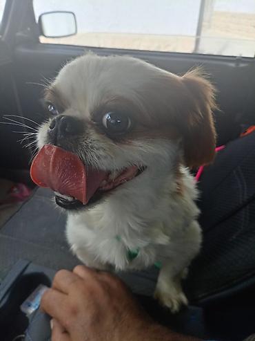 bitbul iti: Pekines, 1 il, Erkək, Ünvandan götürmə — 3