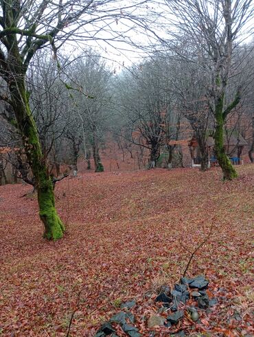 Restoran, kafelər: Masalli İsti su yaxin. 3 hektar ərazi 7 katej 6 bisetka. Tam islek -da lalafo.az — 6 Restoran, kafelər: Masalli İsti su yaxin. 3 hektar ərazi 7 katej 6 bisetka. Tam islek — 6