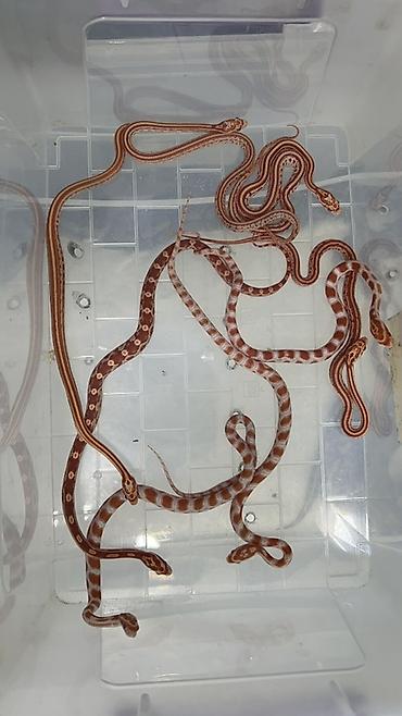meymun sekli: Cornsnake babys Qeyd: Göndərilən şəkillərdə eyni növə aid bir neçə — 1